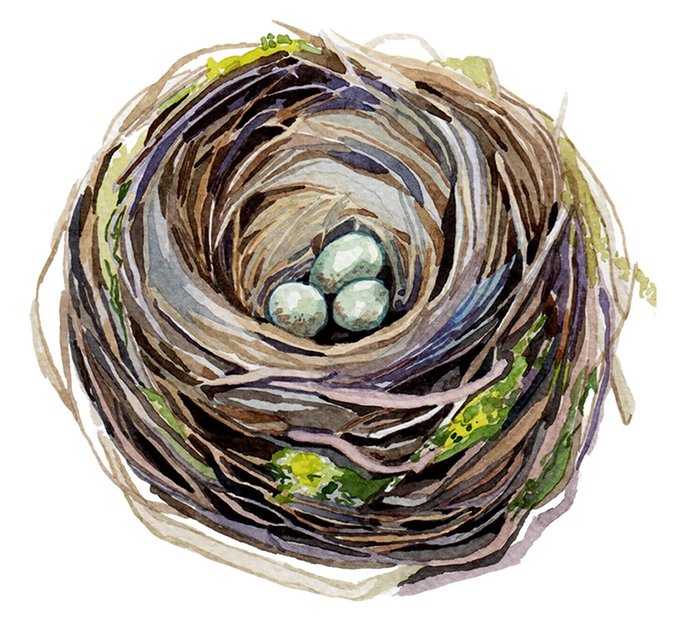 Nest pas