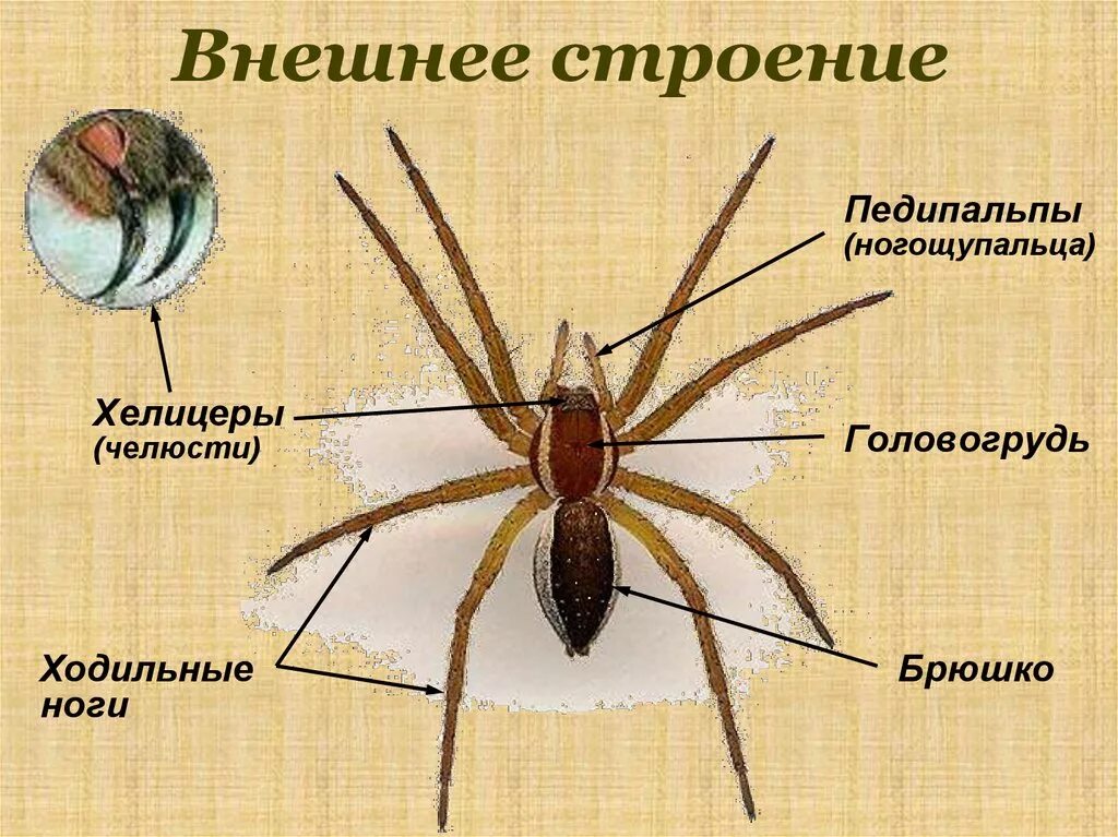 Внешние особенности паукообразных