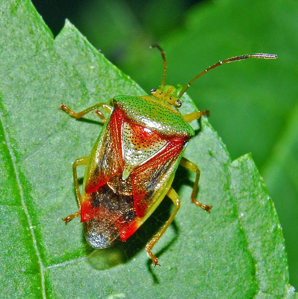 NATURE. Фото - Arthropoda: Insecta: Hemiptera: Heteroptera: Pentatomomorpha: Lyg