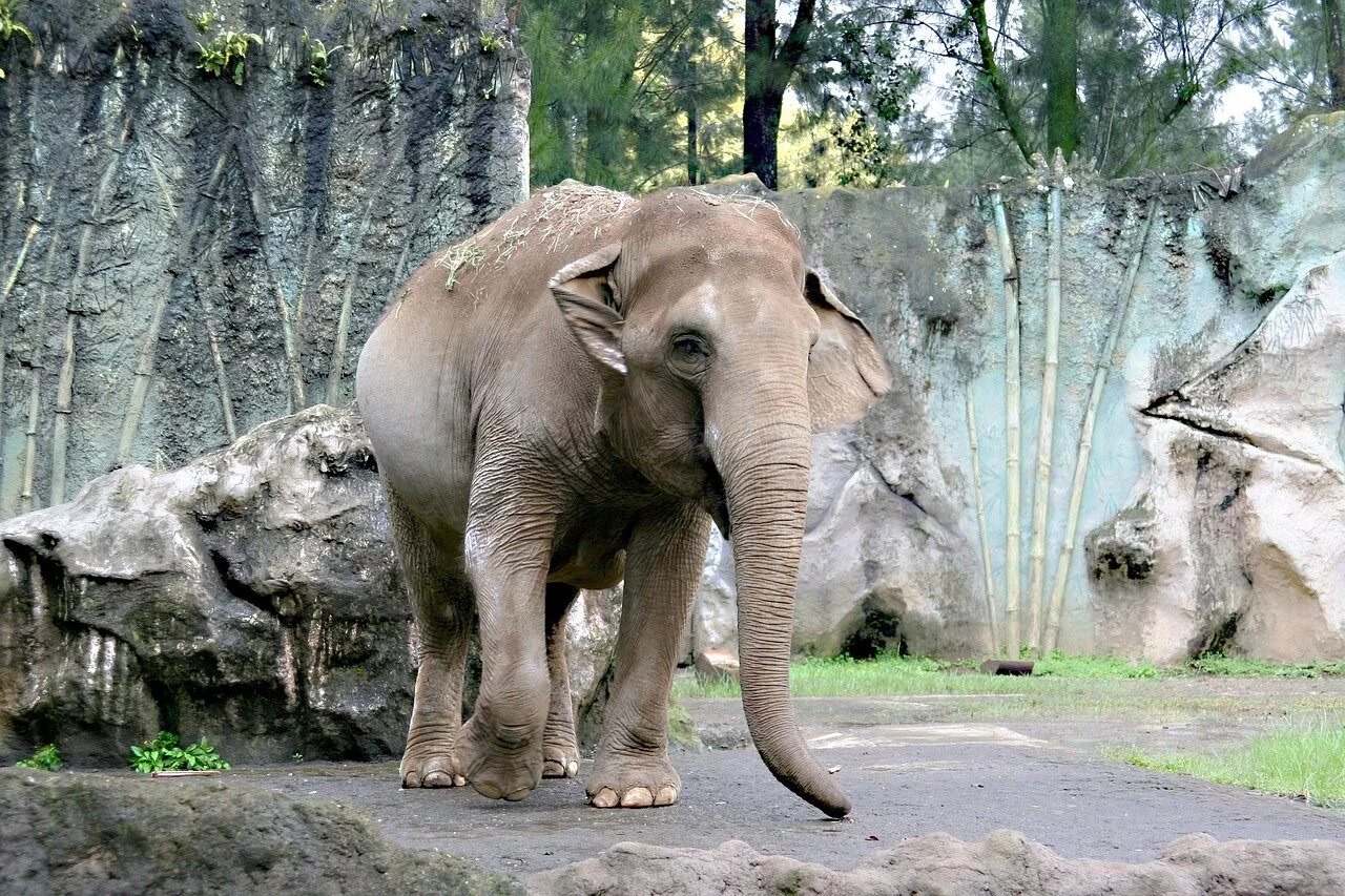 Слон в зоопарке. Слоны в зоопарке. Слоник в зоопарке. Лондонский зоопарк слоны.