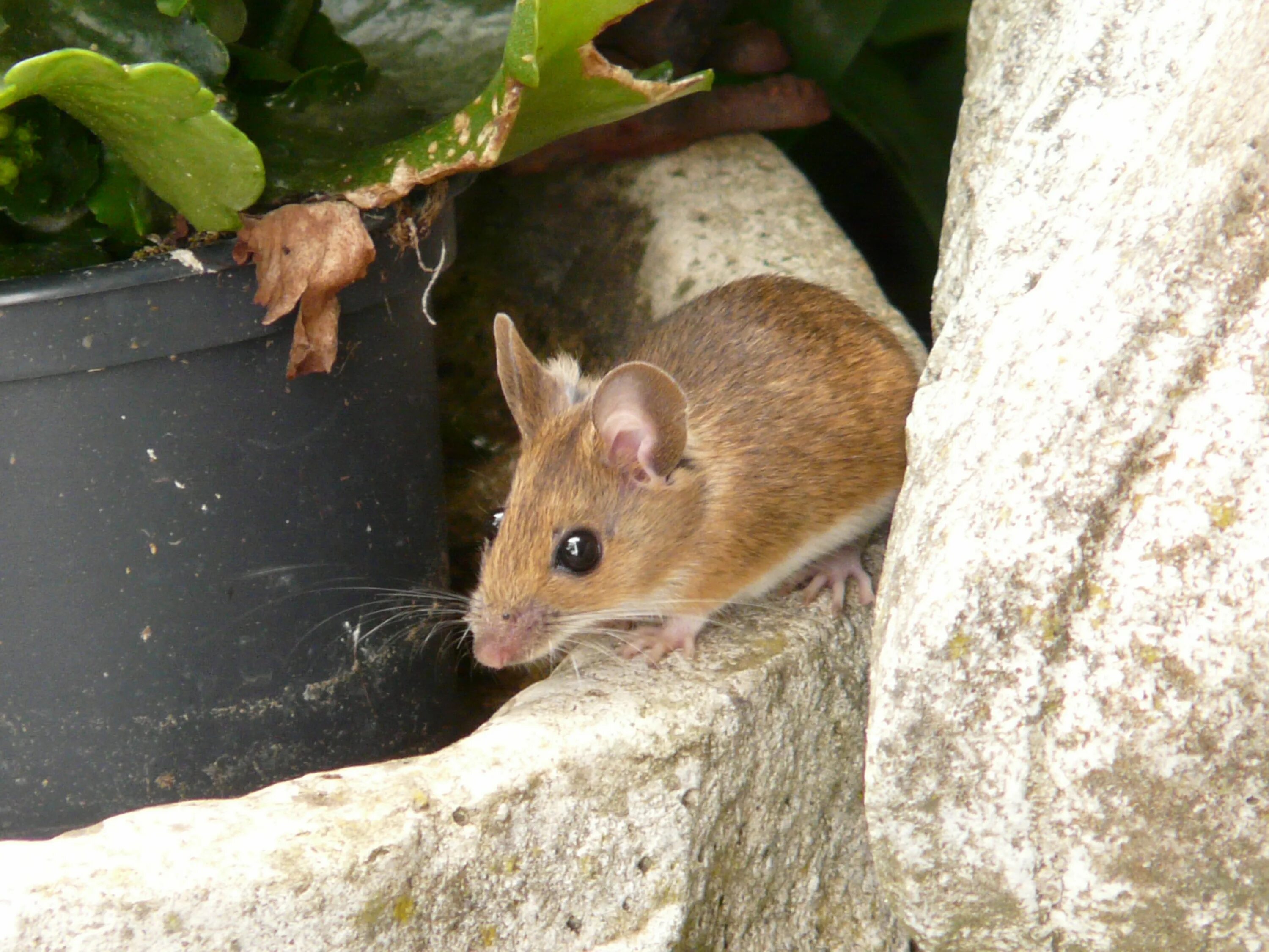 Коричневые мыши. Лесная мышь (Apodemus sylvaticus). Восточноазиатская мышь Apodemus peninsulae Thomas, 1907. Mastomys natalensis. O малая японская мышь (Apodemus argenteus).