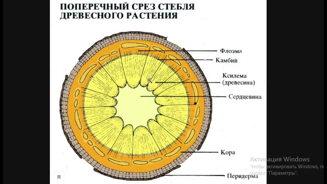 Срезы егэ. Строение поперечного среза древесного стебля. Строение стебля растения поперечный срез. Строение стебля липы поперечный срез. Схема поперечного среза стебля древесного растения.