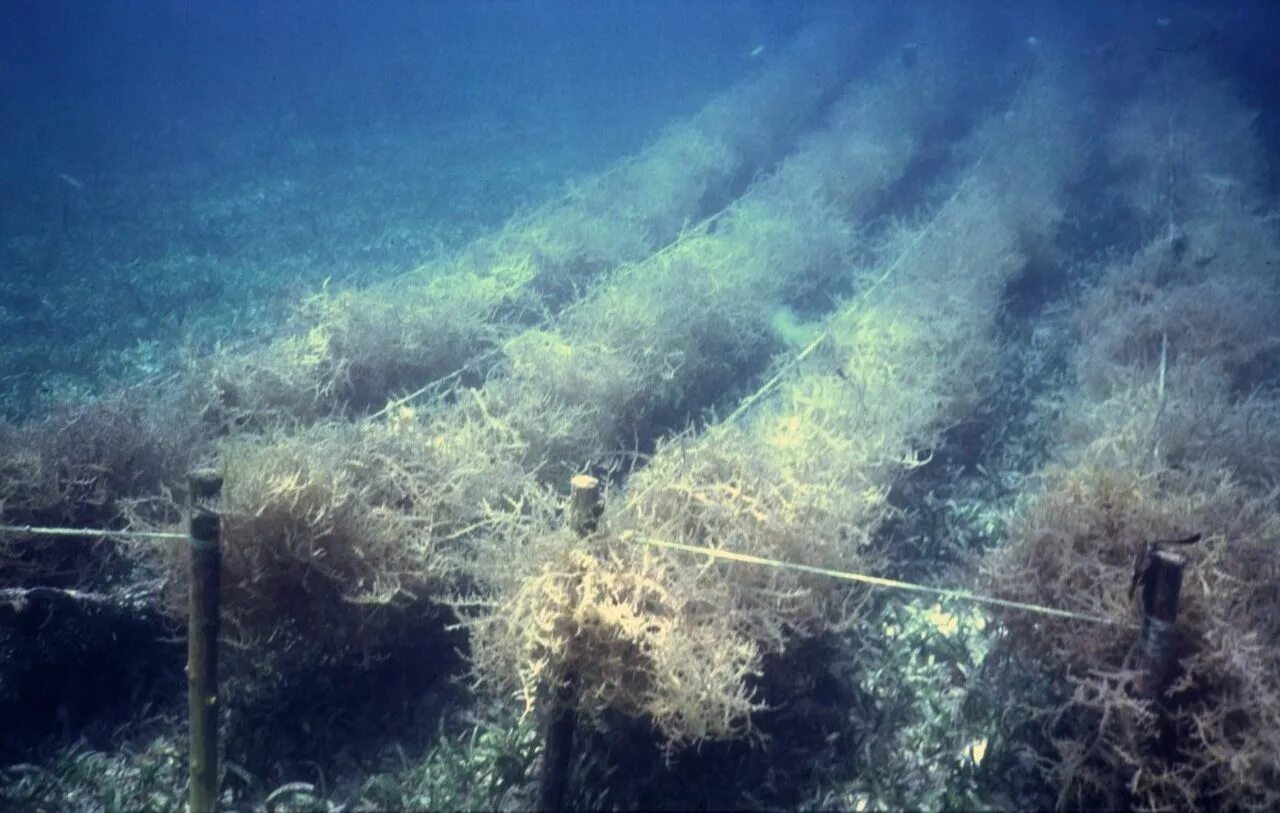 Культивирования водорослей