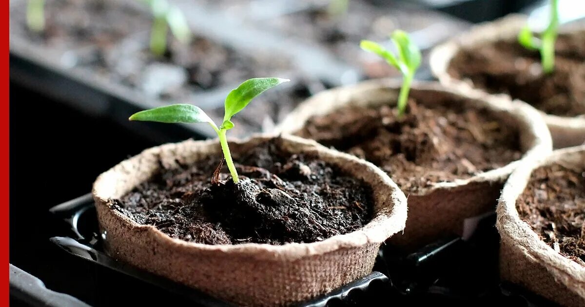 Как вырастить хорошую рассаду перца. Seedling «рассада». перец сладкий рассада. пересаживание рассады. рассада перца всходы.