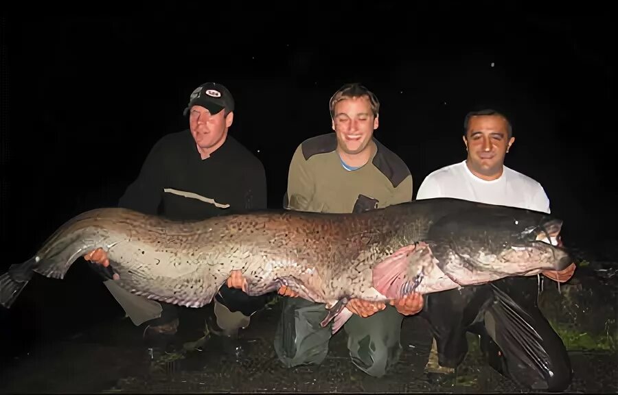 Сомы на мели. Самый большой вес сома. Сом 15 кг. Желтый сом речной. Европейский сом людоед.