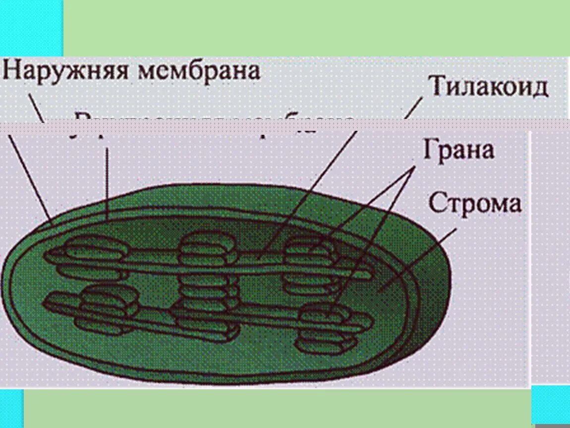 Хлоропласты имеют форму. Строение эукариотической клетки пластиды. Строение хлоропласта эукариотической. Пластиды хлоропласты строение. Пластиды строение рисунок.