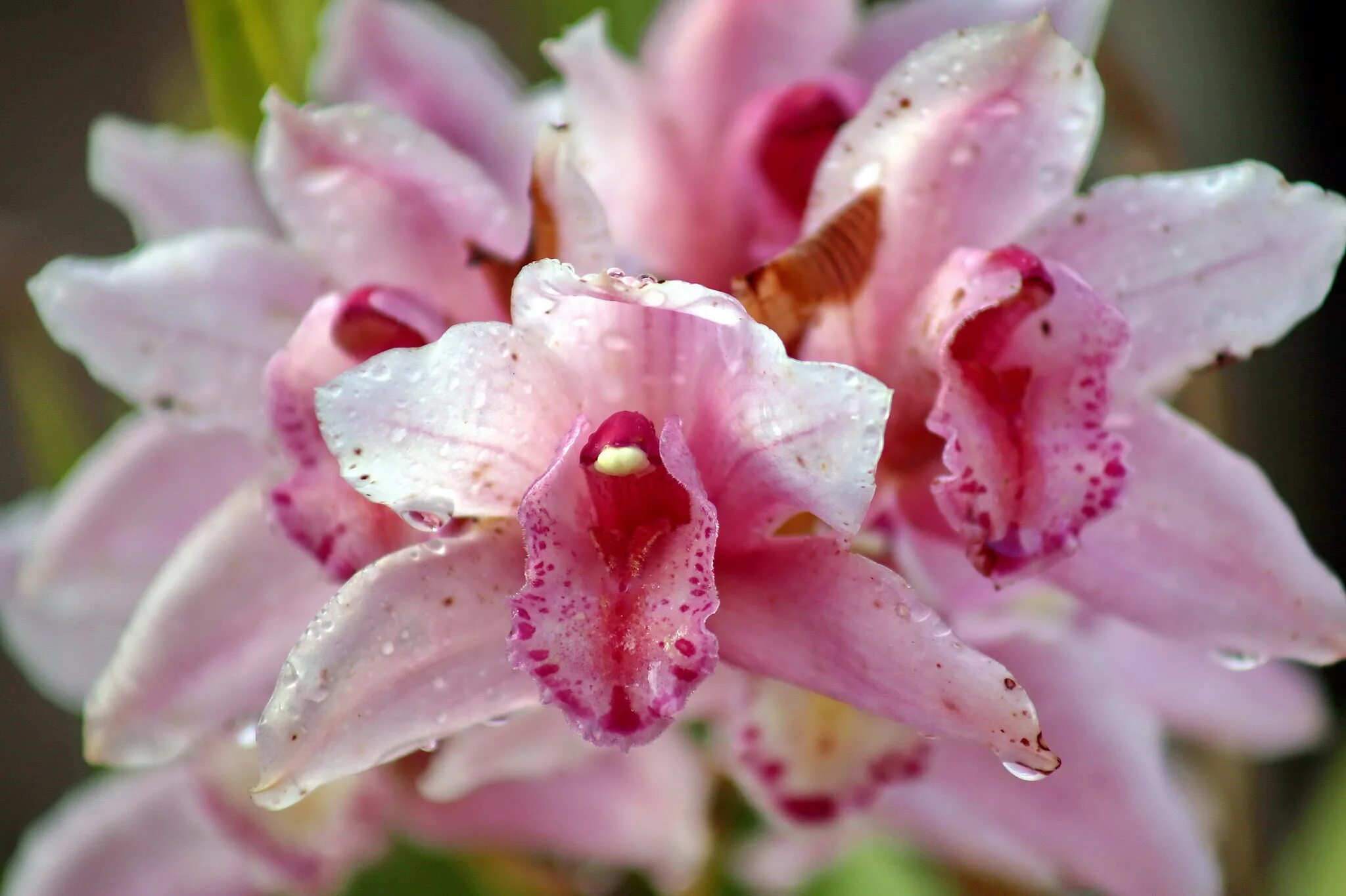 Орхидея Phalaenopsis Dragon Tale , midi (отцвел)