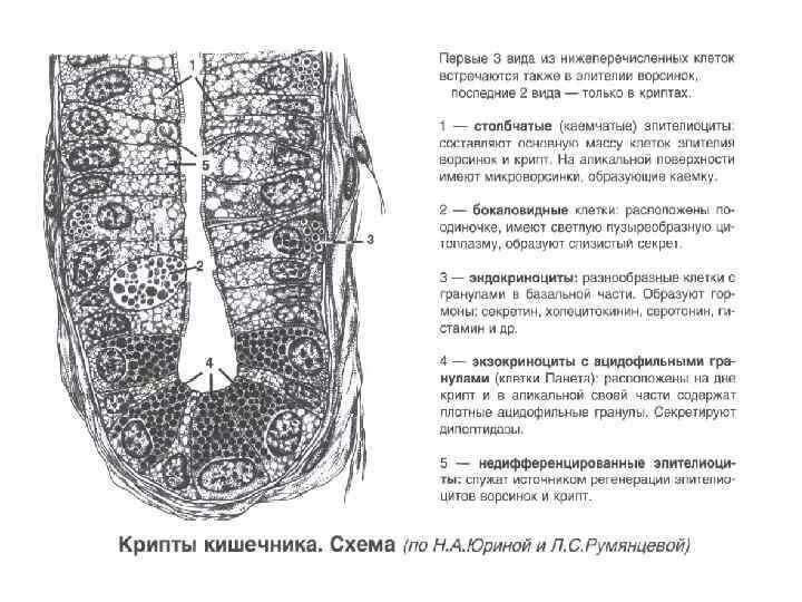 Крипты клетки. Эпителий крипт тонкой кишки. строение крипты толстой кишки. клетки эпителия крипт тонкой кишки. клеточный состав эпителия тонкой кишки.