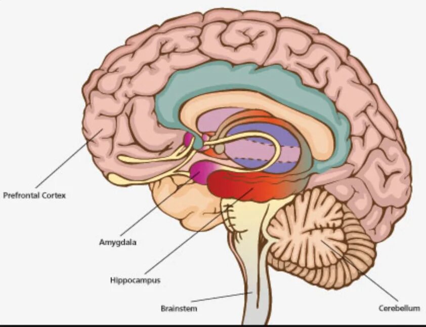 Brain structure. Гипоталамус таламус гиппокамп. Лимбическая система гиппокамп миндалевидное тело. Гиппокамп, поясная извилина, миндалевидное тело. Гиппокамп гипофиз гипоталамус.