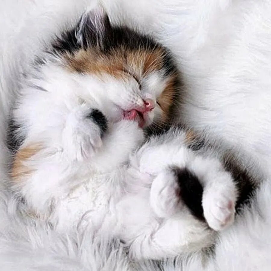 Что то милое. Пушистый котенок спит. Няшные котята. Спящий пушистый котенок. Пушистых снов.