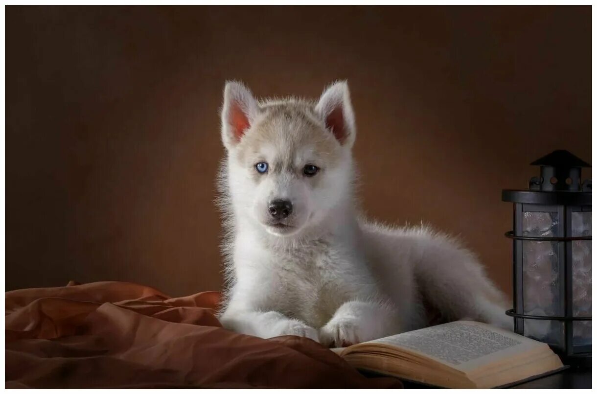 Хаски книга купить. Собака хаски. Хаски щенок. Haski White. Белая хаски.