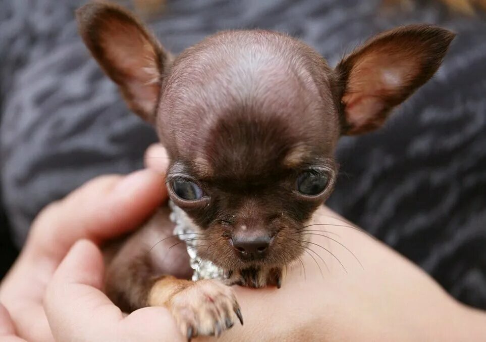 Название породы самой маленькой собаки. Чихуахуа БУБУ. Собака чихуахуа Милли. Чихуахуа Молли. Чихуахуа чудо Милли.