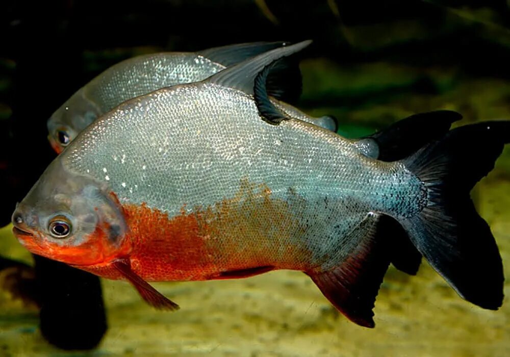 Паку 4. Краснобрюхий паку. Паку 4. Москва рио. Паку 4.