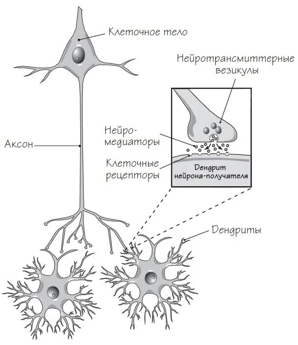 Осуществляет связь между нейронами какой нейрон. Строение нейрона и синапса. Строение нервной клетки синапс. Нейрон строение нейрона строение синапса. Нейроны головного мозга строение.