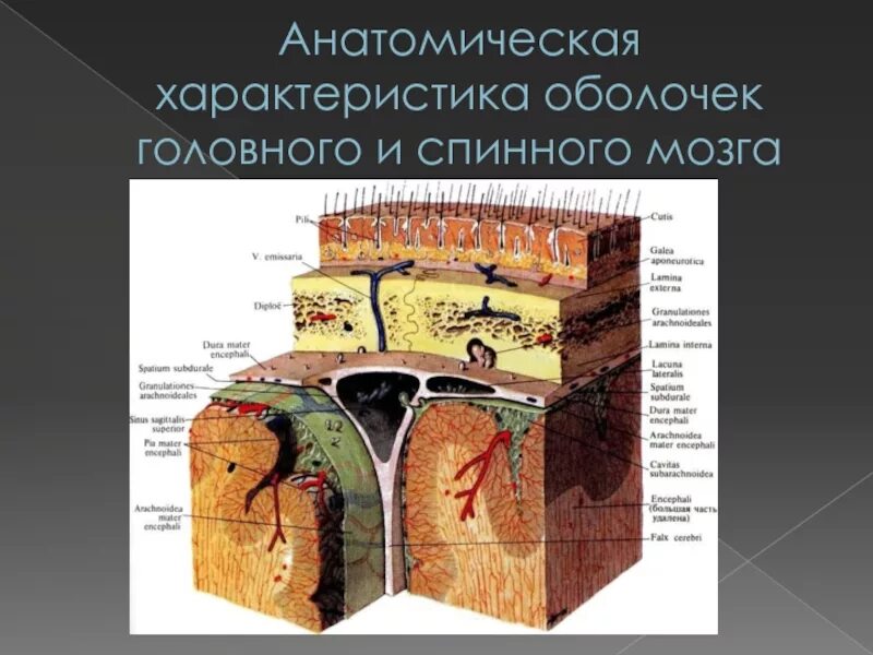 Поражение оболочек мозга. Оболочки головного и спинного мозга. Оболочки мозга анатомия. Характеристика оболочек головного и спинного. Функции оболочек спинного и головного мозга.