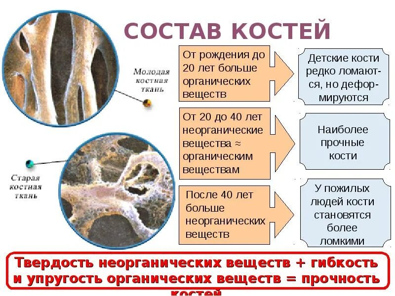 Органические вещества кости. Органические и неорганические вещества кости. Состав кости. Химический состав кости. Химические свойства костей человека