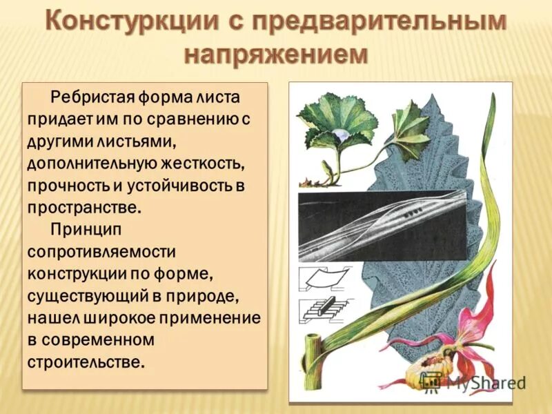 Что придает листу прочность. Жилки листа придают листу прочность. Жилки листа придают листу прочность. Функции жилок листа. Жилки листа придают листу прочность.