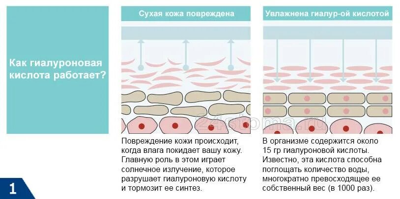 Как работает коллаген. Гиалуроновая кислота. Гиалуроновая кислота в коже. Концентрация гиалуроновой кислоты. Гиалуроновая кислота схема.