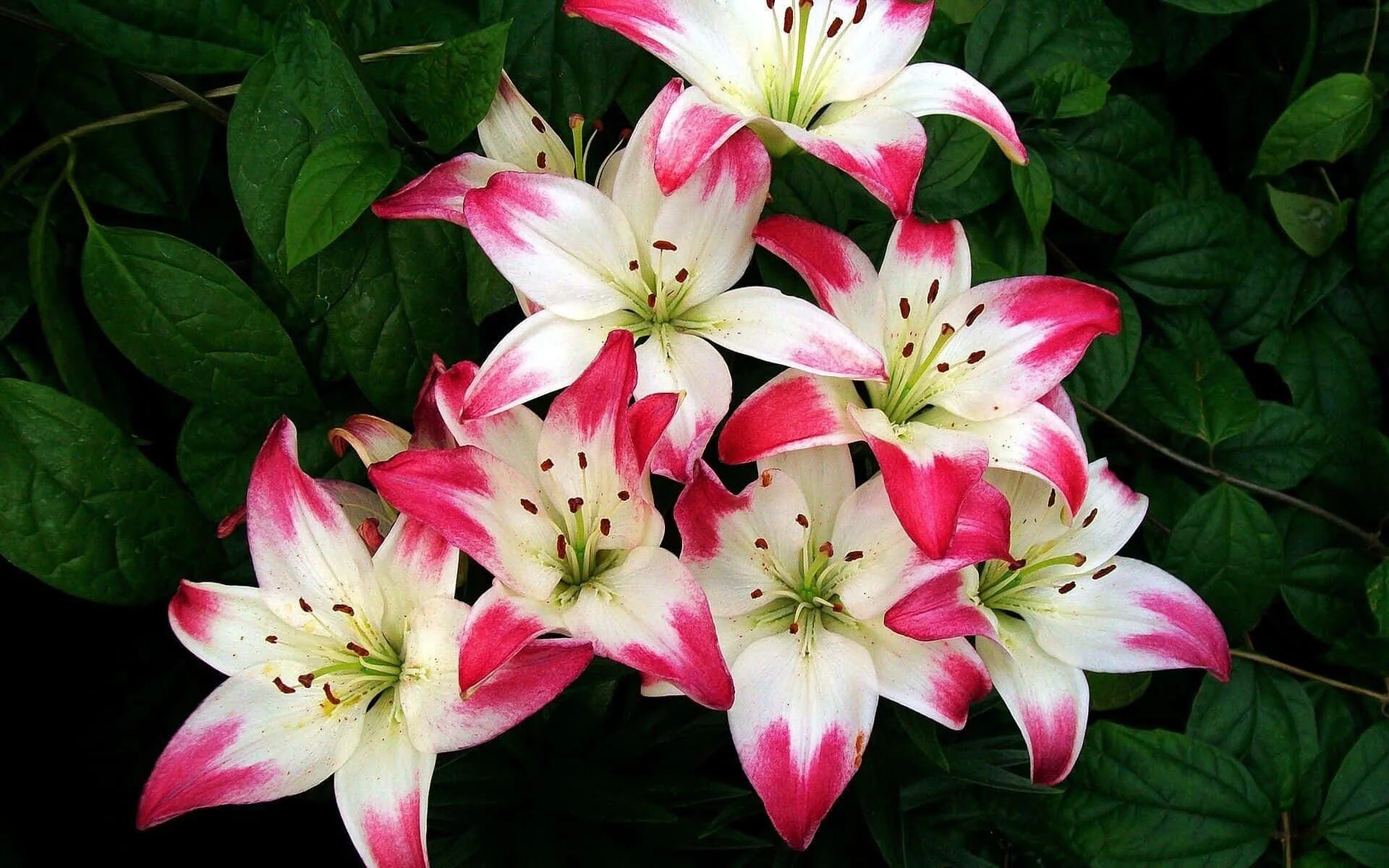 Lily picture