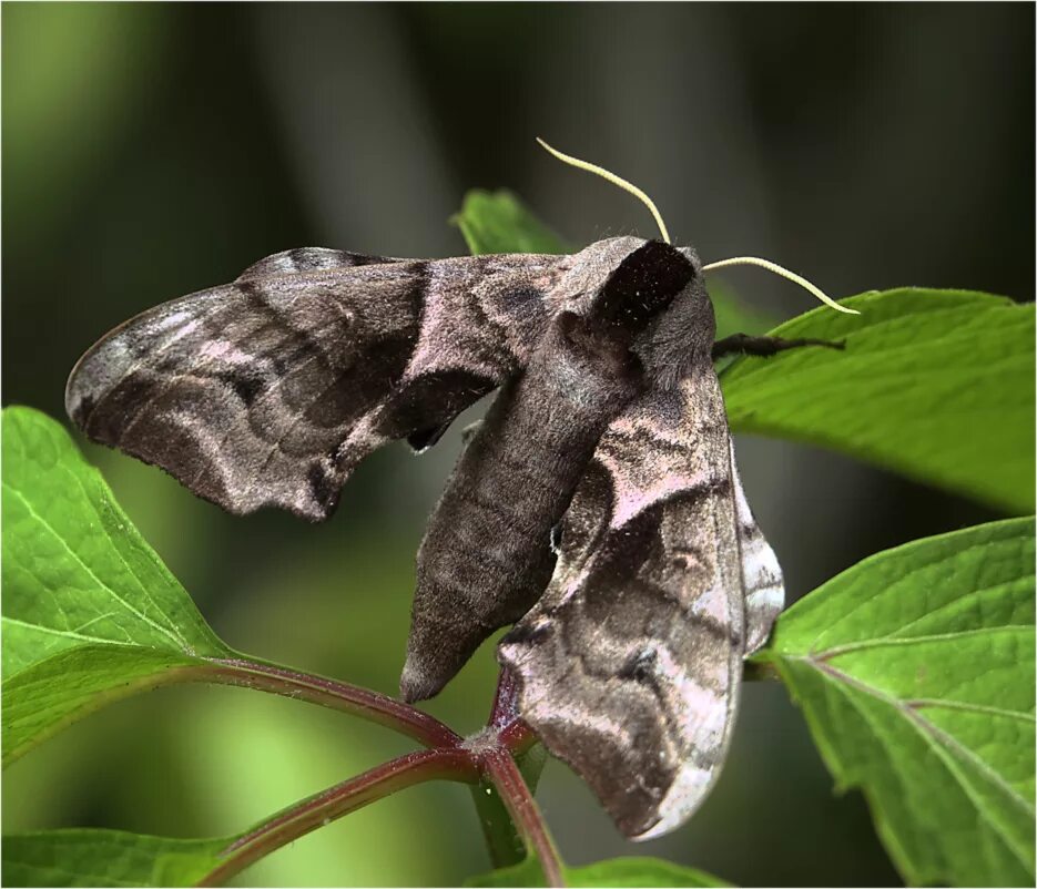 Бражник это кто. Глазчатый Бражник бабочка. Бражник глазчатый (Smerinthus ocellatus). Ночная бабочка Бражник глазчатый. Бражник глазчатый гусеница.