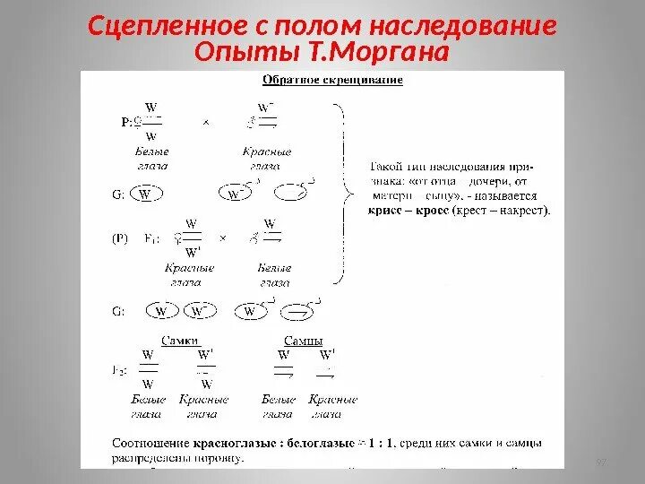 Сцепленное м полом наследование. Генетика сцепленное с полом наследование теория. Наследование сцепленное с полом опыт Моргана. Сцепленное наследование опыты Моргана. Теория сцепленного наследования