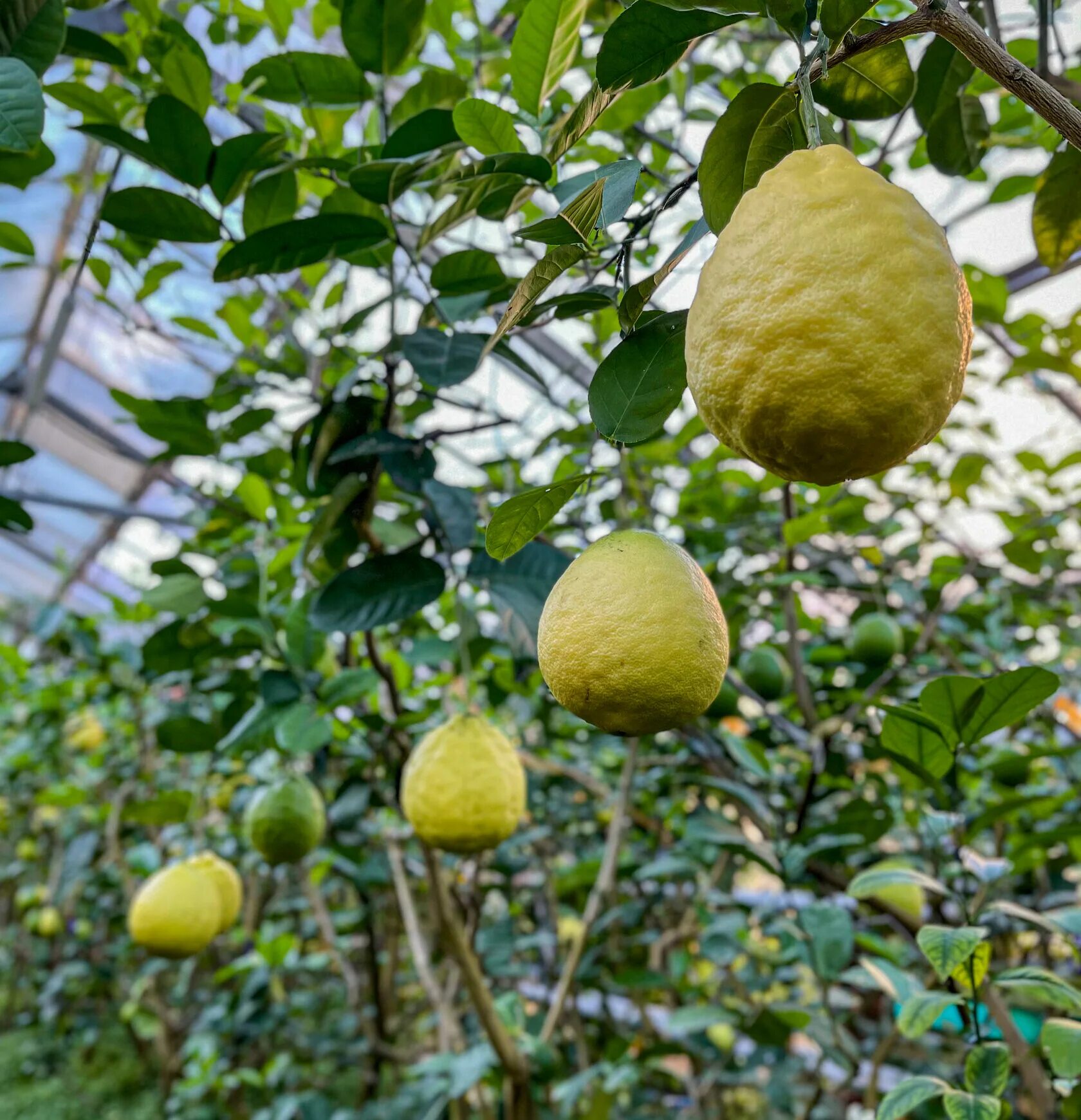 Уфа оранжерея лимонарий. Сайт саратовского лимонария. Лимонарий eco - citrus. Лимонарий соколовая гора. Уфимский лимонарий.