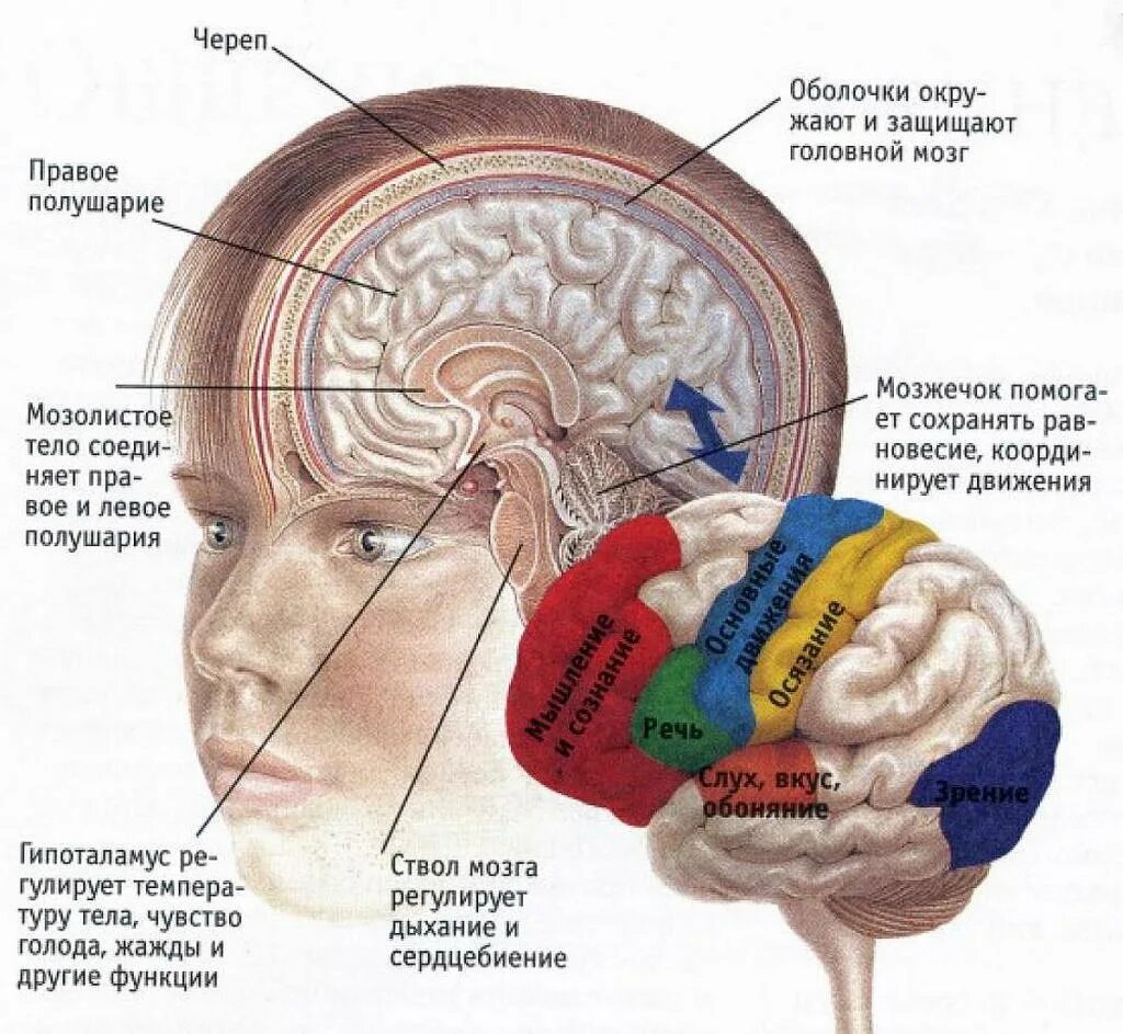 Нижних конечностей и головного мозга. Анатомия головного мозга человека. Мозолистое тело человека строение. Расположение головного мозга в черепе человека. Анатомия мозга человека мозолистое тело.