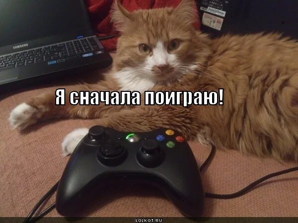 Кот с джойстиком. Мемы про приставки. Кот играет в приставку. Котики и консоль.