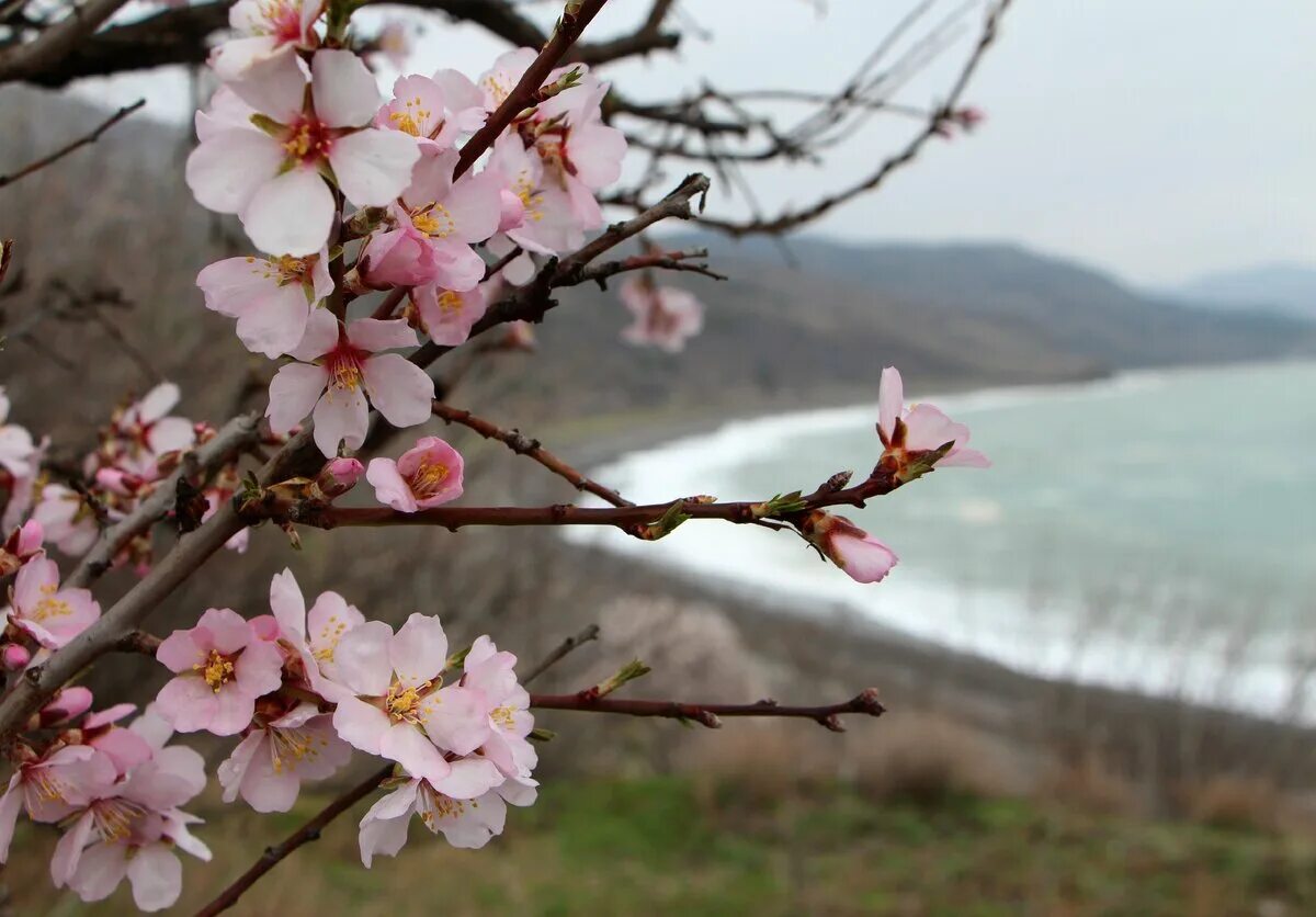 10 дней до весны про крым. Цветущий миндаль в Крыму. Ялта цветение миндаля. Цветение миндаля в Крыму. Весенний Крым цветение миндаля.