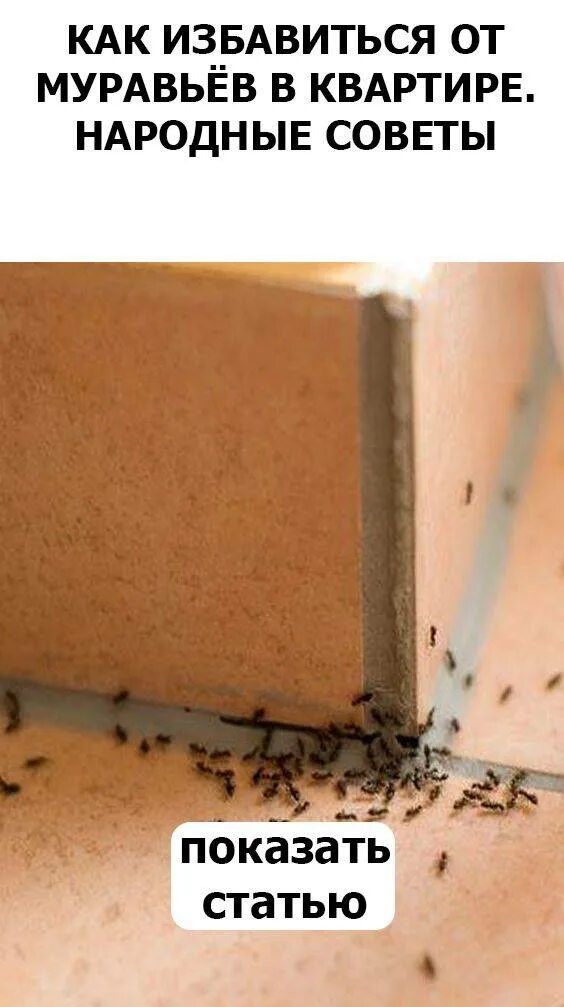 Как вывести муравьев из дома в домашних. Муравьи домашние мелкие. Муравьи в квартире. Средство от мелких рыжих муравьев в квартире. Как избавиться от муравьев в квартире.