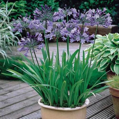 9 Plants That Attract Bees Plants, Sun loving plants, Agapanthus