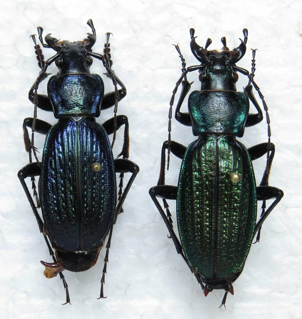 Жужелица. Carabus splendens. Carabus Agamemnon. Жужелицы (род).