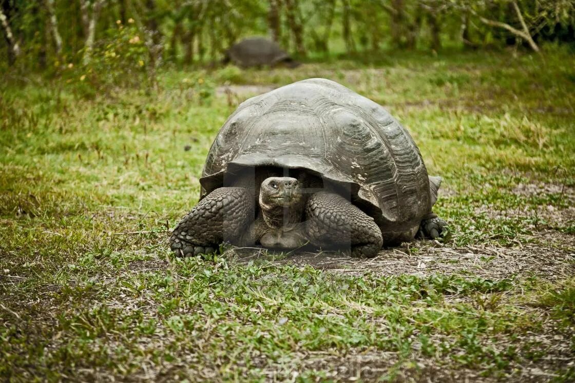 Галапагосская черепаха. Абингдонская слоновая черепаха. Galapagos giant Tortoise. Слоновая черепаха Сухопутные черепахи. Большая галапагосская черепаха