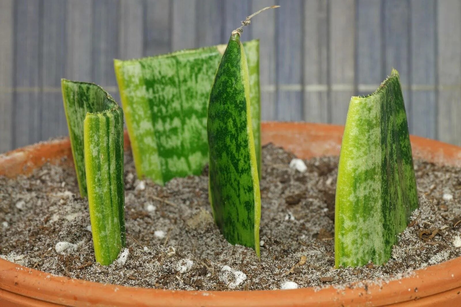 Сансевиерия щучий хвост черенкование. Тещин язык какую землю. Сансевиерия трехполосная корни. Сансевиерия микадо. Тещин язык какую землю.