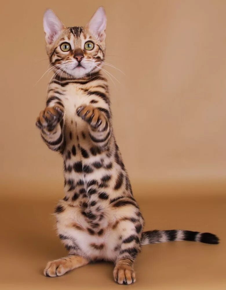 Бенгальская кошка. Кошки бенгальской породы. Бенгальская короткошерстная кошка. Бенгальская леопардовая кошка. Хорошая кошка бенгальская