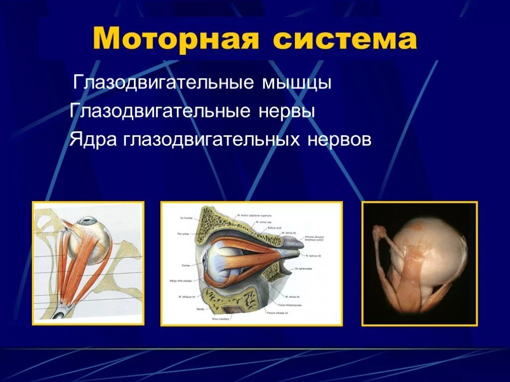 Имеет место крепления глазодвигательных мышц. Глазодвигательные мышцы. Глазодвигательный аппарат. Глазодвигательные мышцы офтальмология. Глазодвигательные мышцы сухожильное кольцо.