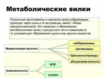 Значение процесса роста для человека