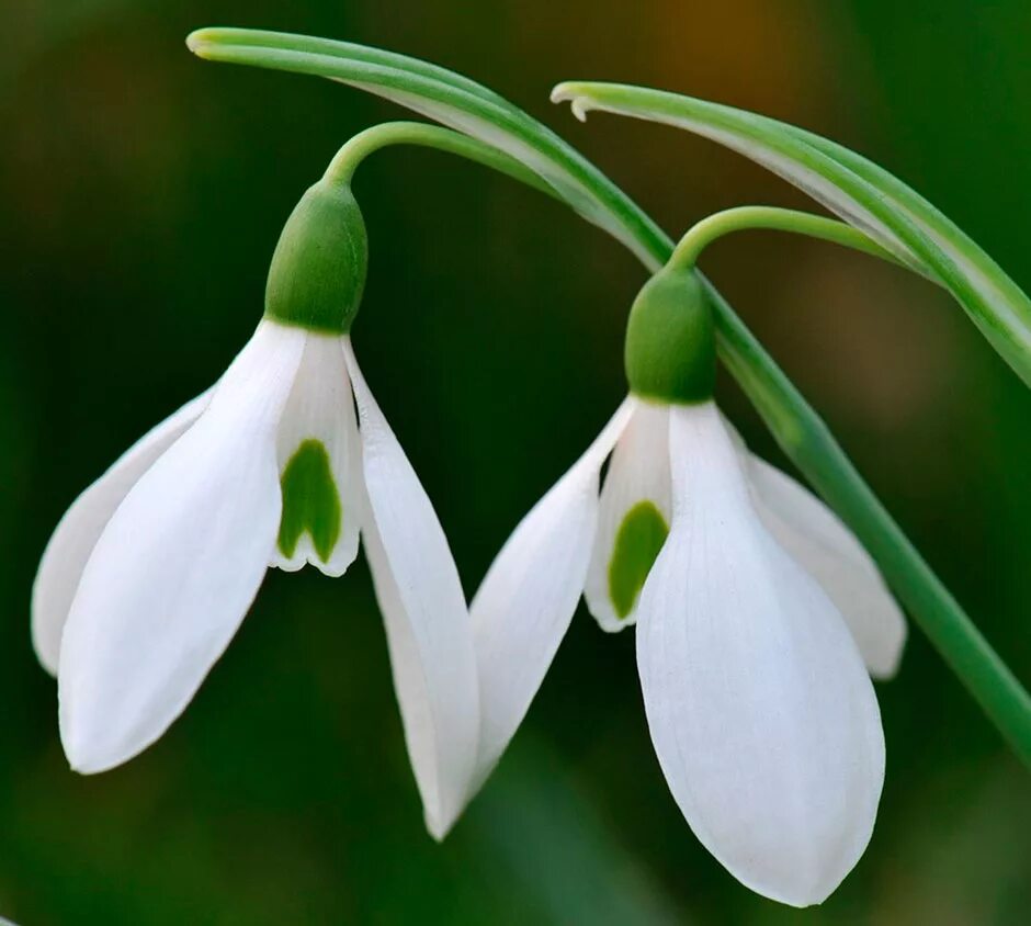 Подснежник широколистный. Подснежник википедия. Подснежник галантус кавказский. Подснежник складчатый в крыму. Подснежник википедия.