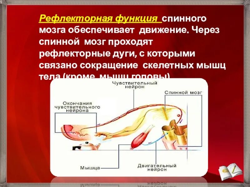 Функции спинного мозга рефлекторная функция. Рефлекторная функция спинного мозга рефлекс. Рефлекторная и проводниковая функции. Рефоекторная фуекция спинноно мозга.