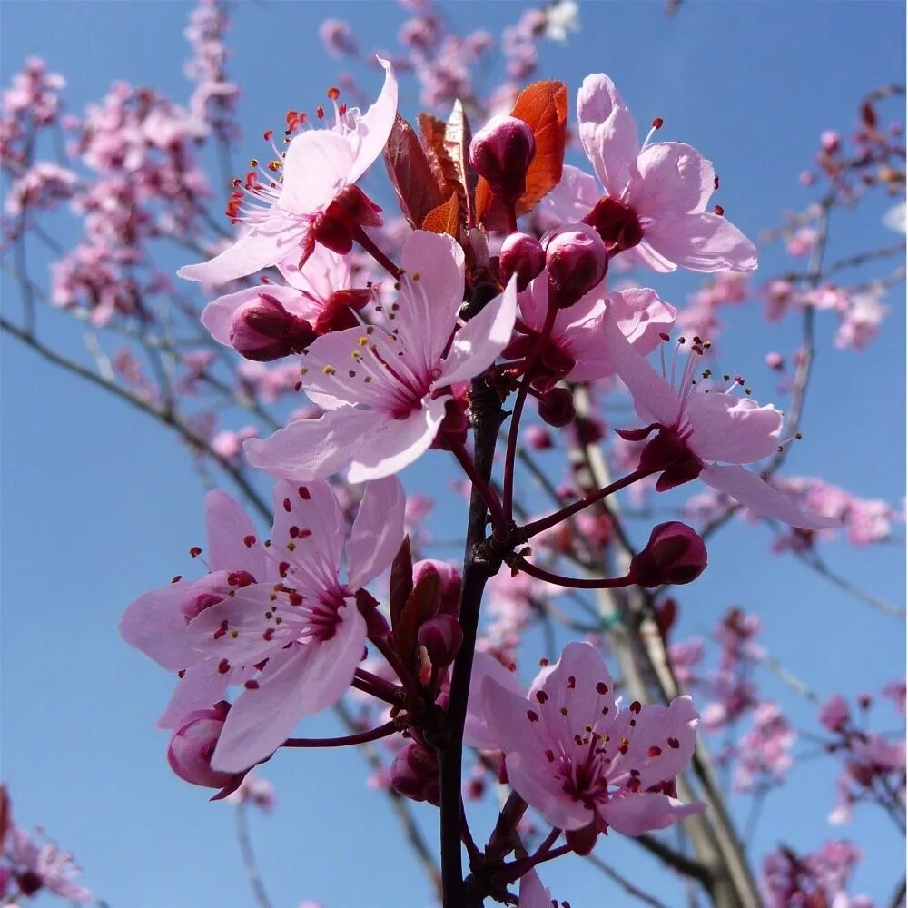 Слива нигра описание сорта. Слива растопыренная Prunus cerasifera"nigra". Прунус Нигра слива. Слива вишнеподобная Нигра — Prunus cerasifera nigra. Слива растопыренная Нигра.