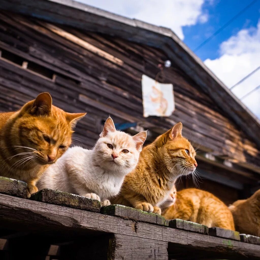 Четверо кошек. Котик дома. Котики семья. Кошка дом семья. Семь котов.