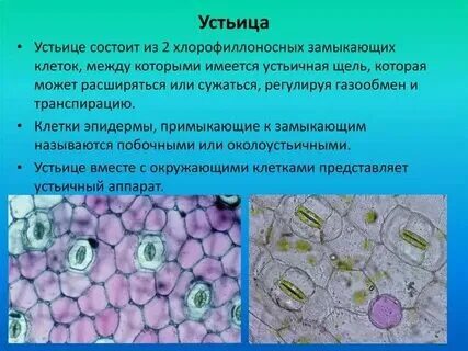 Устьица это какая ткань