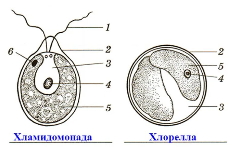 Рисунок 1 рисунок 1 основные. Лабораторная работа по биологии 5 класс водоросли. Лабораторная работа строение зеленых водорослей. Подписать на рисунке основные части водорослей. Подпишите на рисунке основные части водорослей.