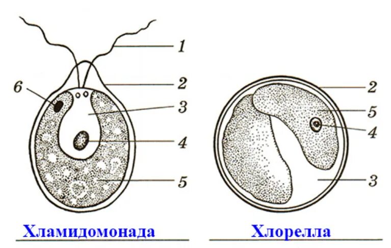 Лабораторная строение водорослей. Строение водоросли хламидомонады. Строение хламидомонады и хлореллы. Лабораторная по биологии 5 класс строение зеленых водорослей. Строение одноклеточных зеленых водорослей.