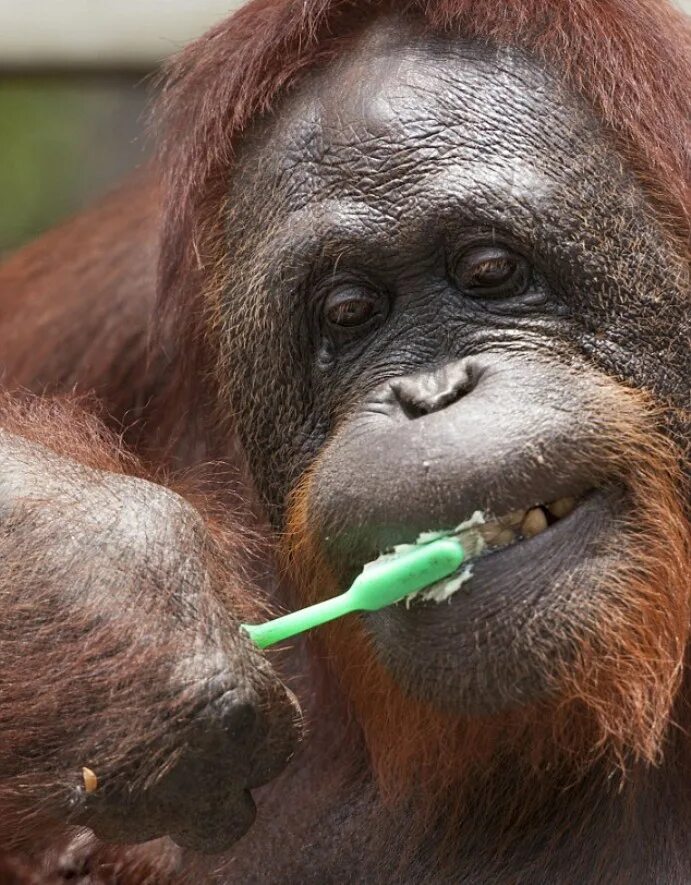 Звери чистят зубы. Звери чистят зубы. Выдра зубы. Крокодил чистит зубы. Звери чистят зубы.