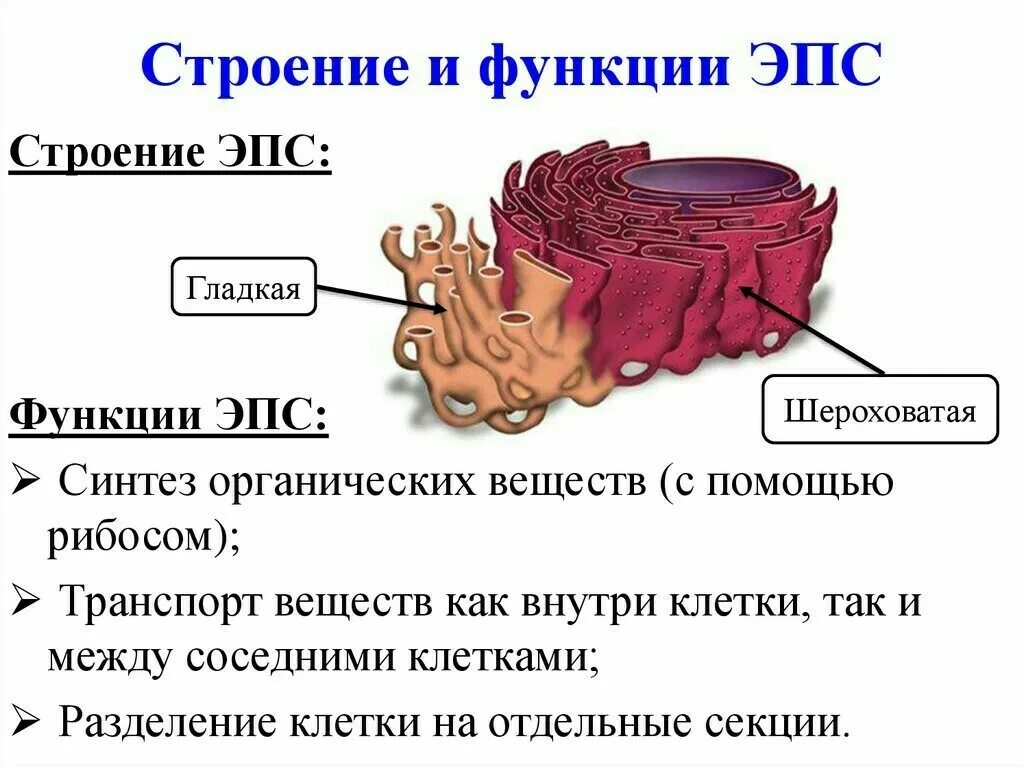 Строение клетки ЭПС строение и функции. Строение и функции ЭПС клетки. Эпс строение и функции