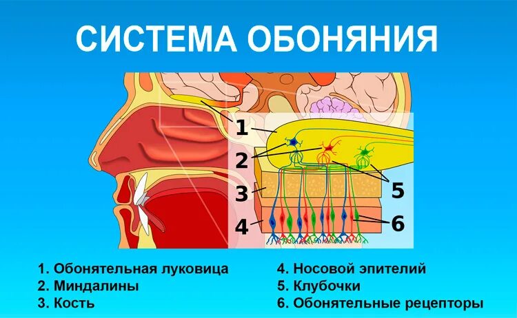 Обоняния после коронавируса. Обонятельные рецепторы при рините. Потеря обоняния и вкуса. Пропало обоняние и вкус при насморке. Пропало чувство обоняния.