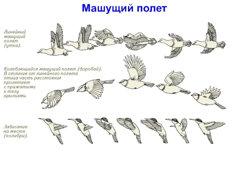 Полет птицы схема. Фазы полета птицы. Раскадровка полета птицы. Машущий полет птиц.