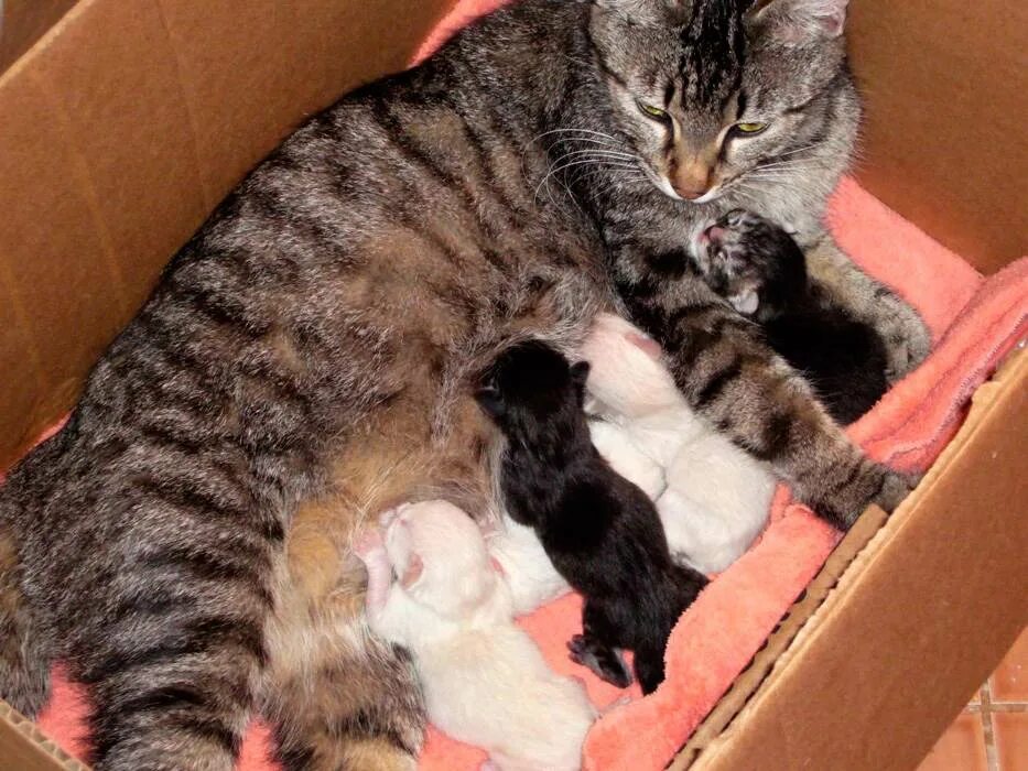 Кошка после родов ходит за хозяином. Кошка после родов ходит за хозяином. Беременность у кошек продолжительность. Кошка после родов ходит за хозяином. Стерилизация кошки после родов.