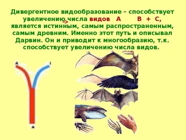 Дивергентное видообразование. Диверггендное видообразования. Дивергентное видообразование примеры. Дивергенция видообразование. Дивергентный путь